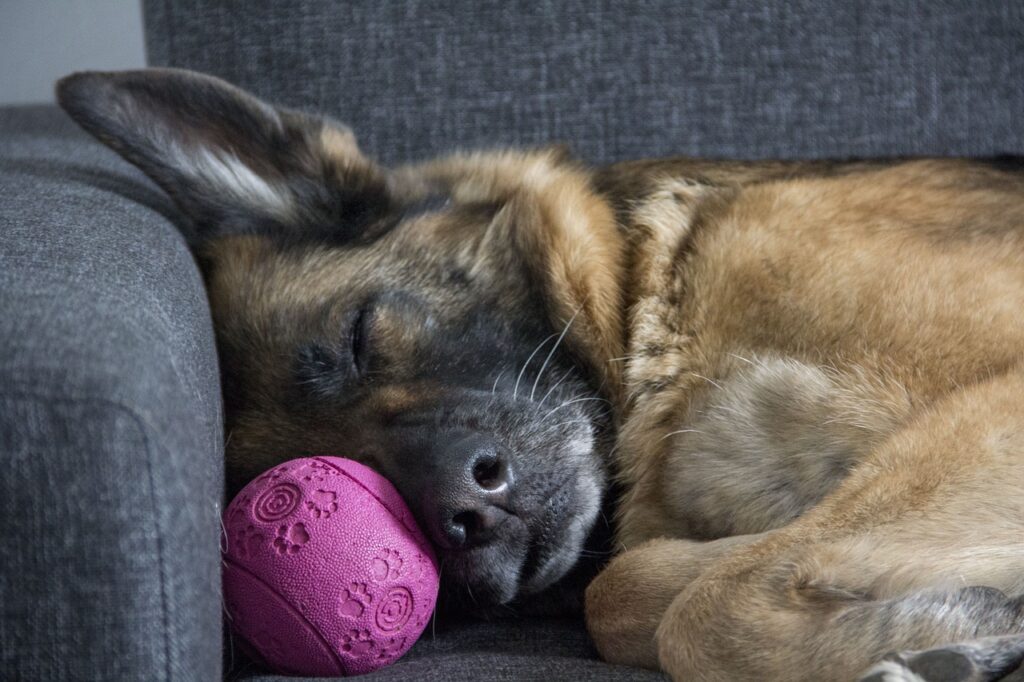 Wohnungssuche mit Hund