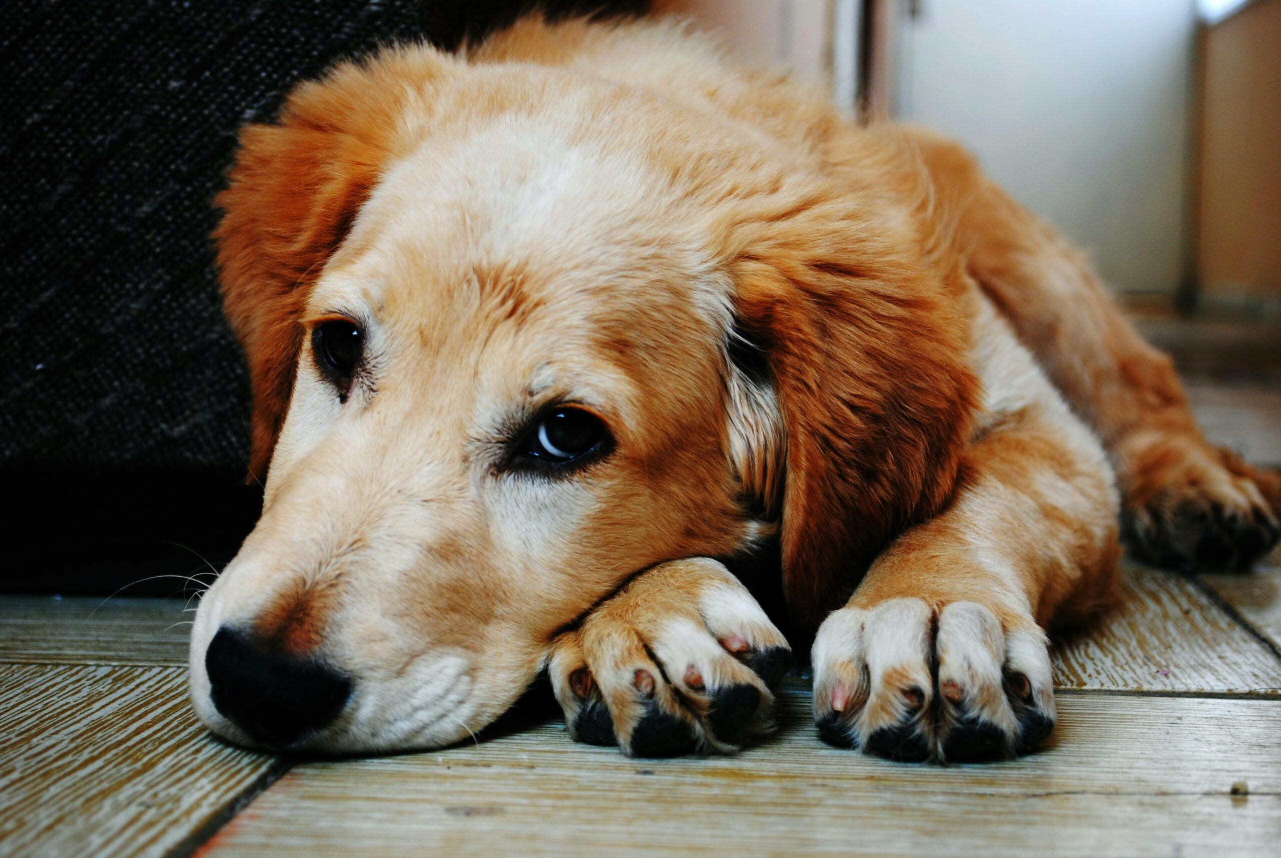 Wohnungssuche mit Hund